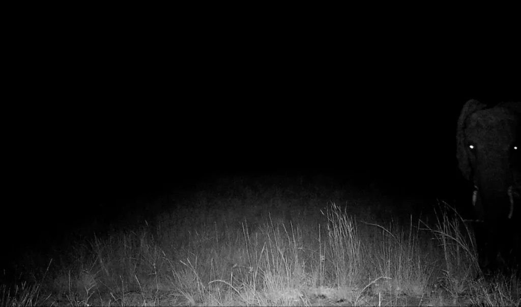 «Ghost Elephants» di Werner Herzog