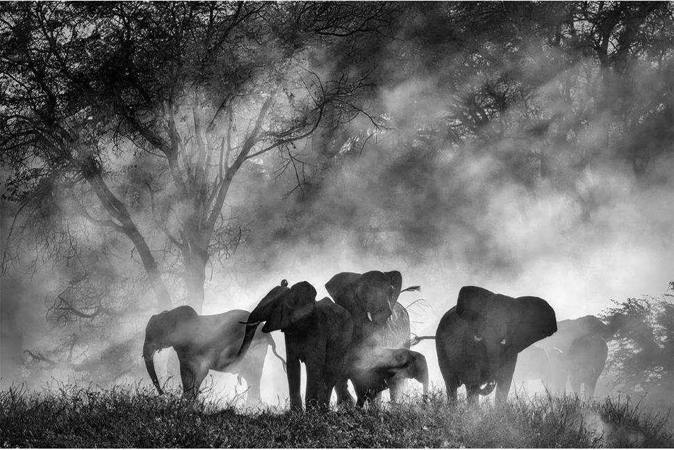 «Ghost Elephants» di Werner Herzog
