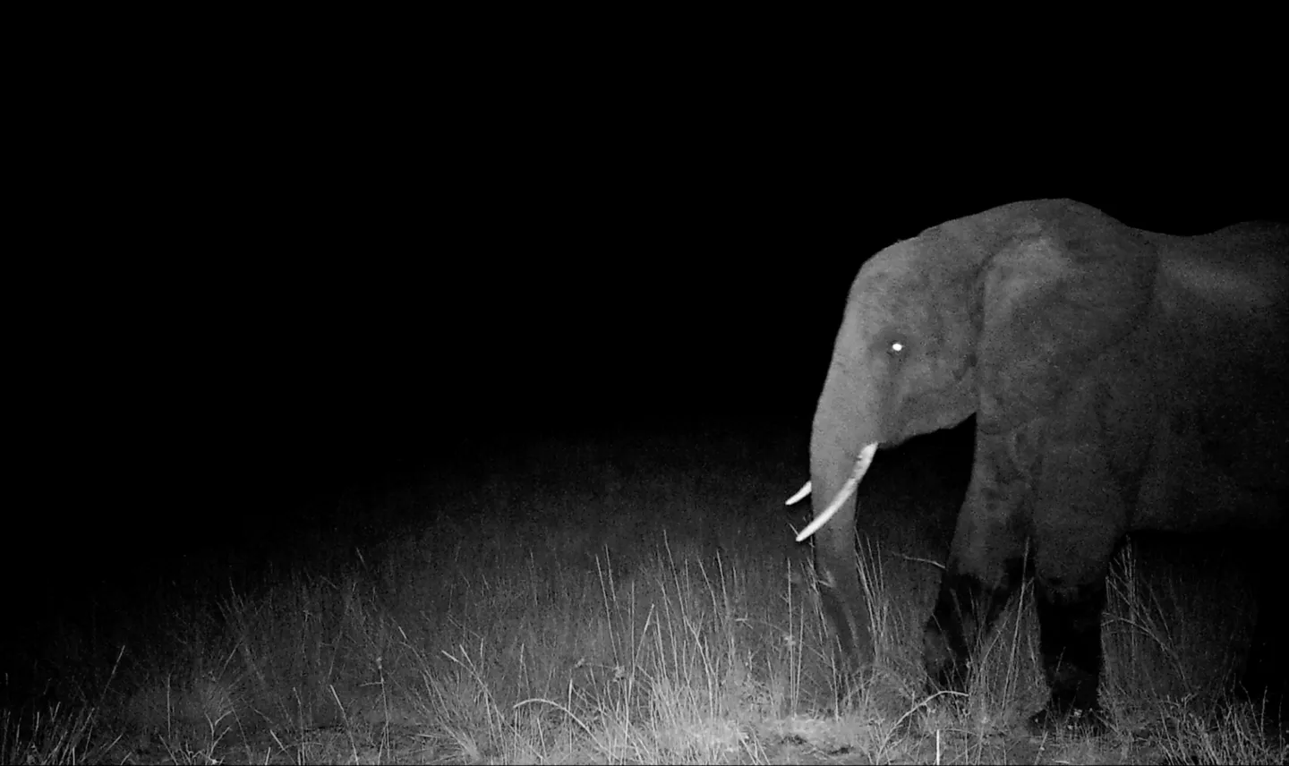 «ghost elephants» di werner herzog [venezia82]