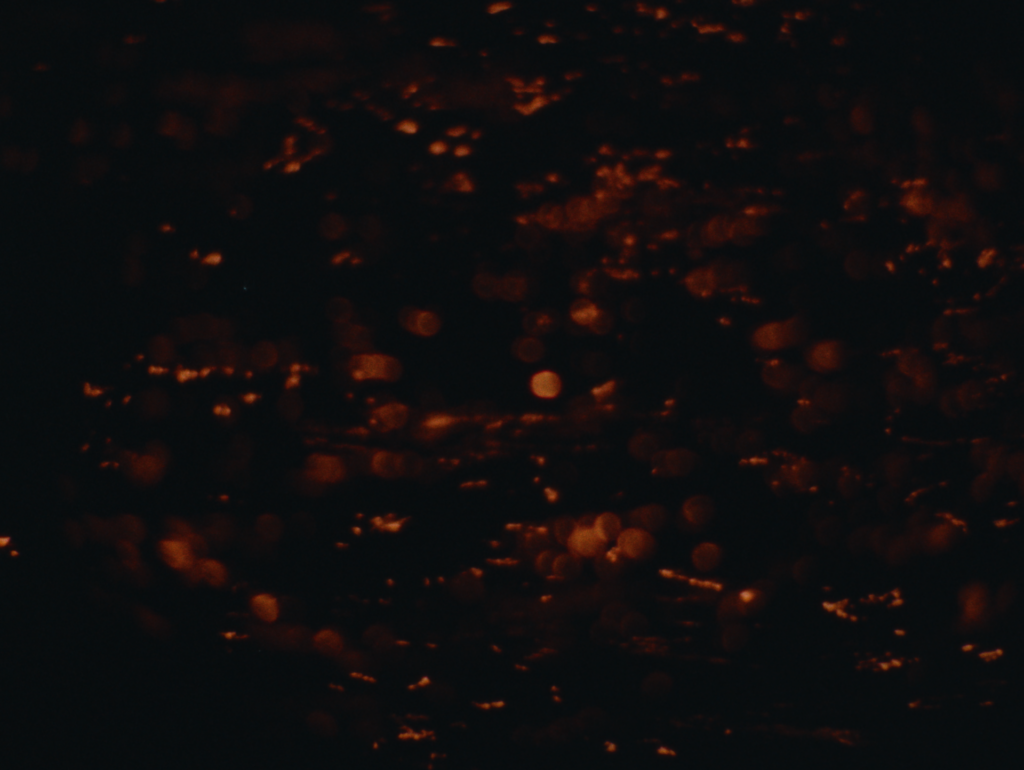 Laterale Film Festival